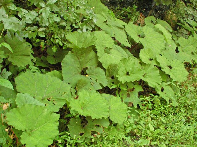 Delle grandi foglie - Petasites sp.